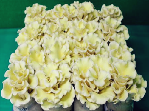 圖片關(guān)鍵詞 https://www.mushroommarket.net/file/upload/202005/08/14-28-30-96-283825.png