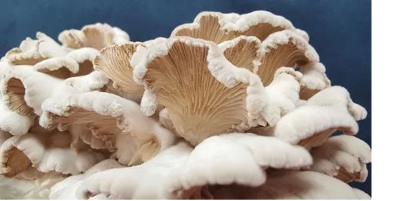 圖片關鍵詞 圖片關鍵詞