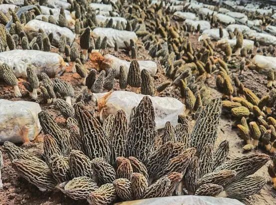 圖片關(guān)鍵詞 圖片